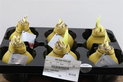 Hippeastrum bol gewaxt H%