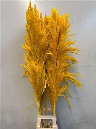 Cortaderia overig