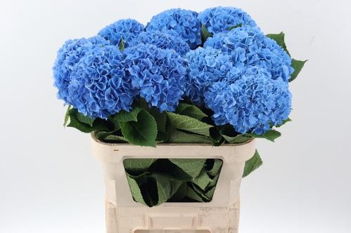 Hydrangea macrophylla 'Hilde Moorhof'
