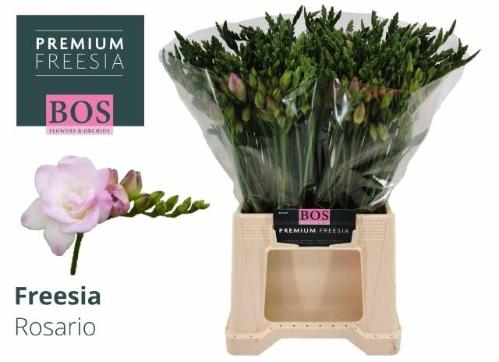 Freesia dubbelbloemig 'Rosario'