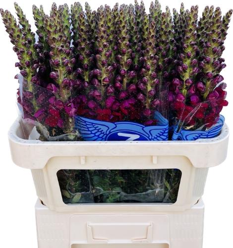 Antirrhinum majus 'Opus Red'
