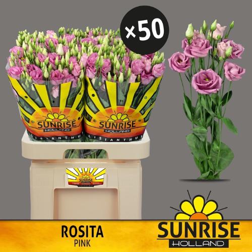 Eustoma russellianum gevuldbloemig 'Rosita Rose Pink'