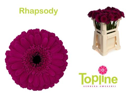 Gerbera mini Rhapsody