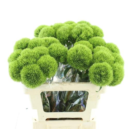 Dianthus barbatus Kiwi Mellow