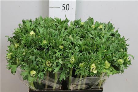 Anemone coronaria 'Marianne Panda'