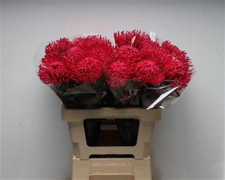 Leucospermum cordifolium overig