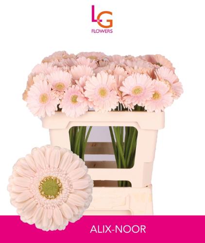 Gerbera mini Alix-Noor