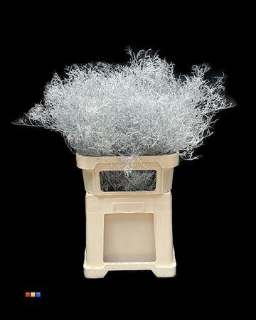 Limonium overig kleurbehandeld H%