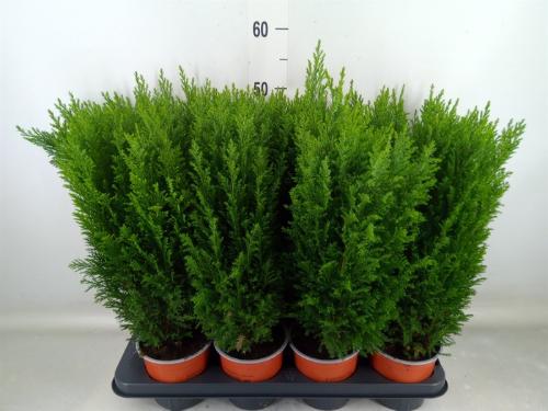 Chamaecyparis lawsoniana 'Ellwoodii'