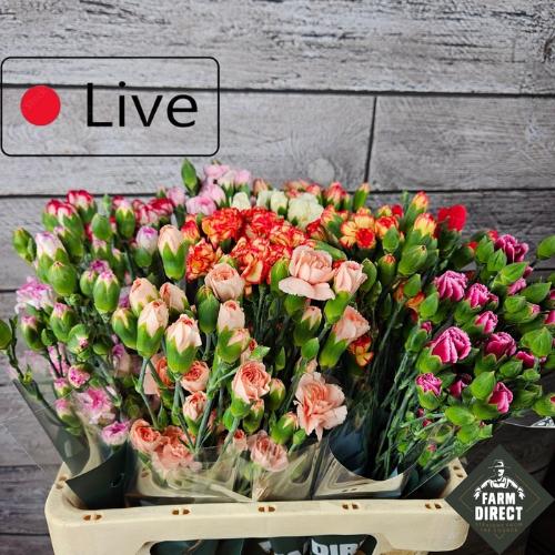 Dianthus tros gemengd in fust