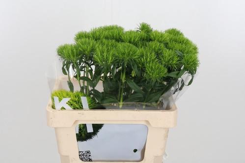 Dianthus barbatus Kiwi Mellow Cool