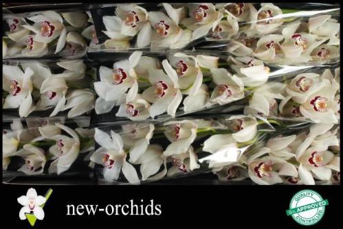 Cymbidium grootbloemig per tak 'Mrs. Esmee'