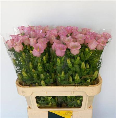 Campanula medium 'Campana Pearl Pink'