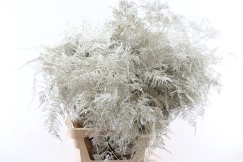 Asparagus overig kleurbehandeld H%