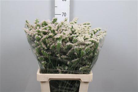 Limonium sinuatum Apricot Sun Birds