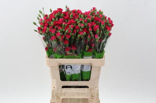 Dianthus tros Pigeon