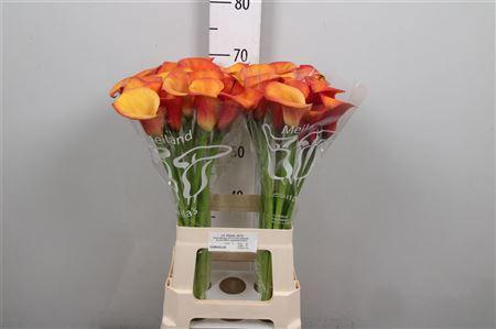Zantedeschia 'Carvello'