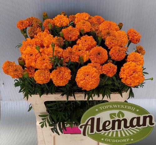Tagetes Erecta Grp Promise Orange