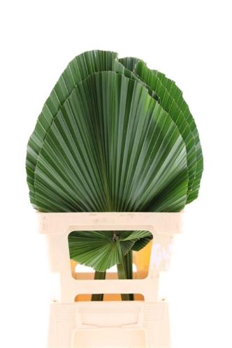 Livistona rotundifolia