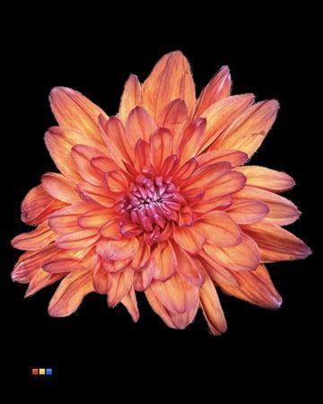Chrysanthemum Indicum Grp tros kas kleurbehandeld H%
