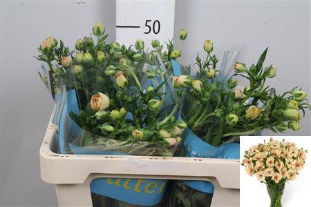 Ranunculus Butterfly Hestia