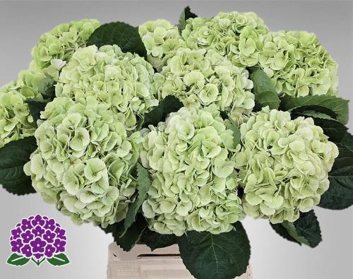 Hydrangea macrophylla My Beautiful Matcha (classic)