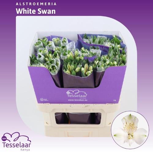 Alstroemeria White Swan