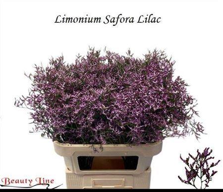 Limonium Safora Lilac
