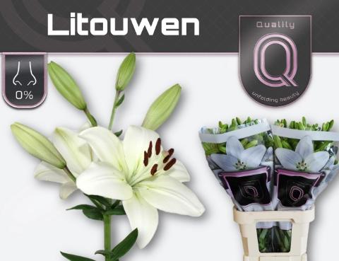 Lilium Longiflorum x Aziatische Grp 'Litouwen'