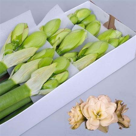 Hippeastrum (Double Galaxy Grp) 'White Amadeus'