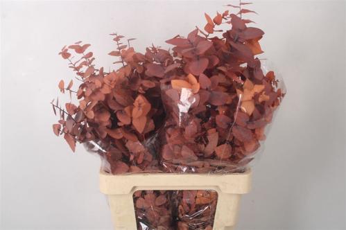 Eucalyptus polyanthemos (fruit) kleurbehandeld per bos H%