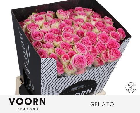 Rosa tros Gelato