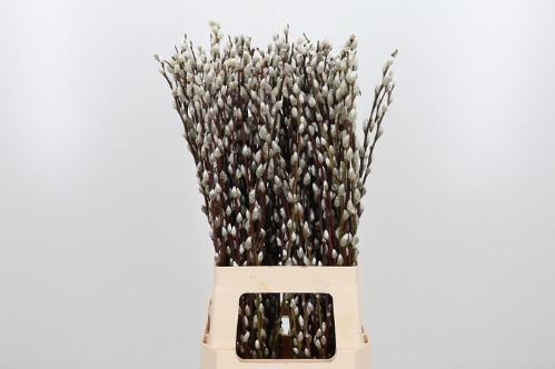 Salix caprea 'Snow Flake'