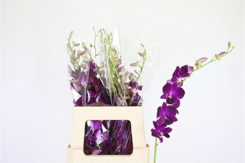Dendrobium overig