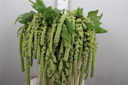 Amaranthus caudatus 'Cycloop'
