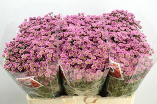 Chrysanthemum Indicum Grp tros santini Madiba Tanga Pink