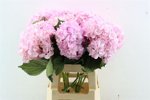 Hydrangea overig