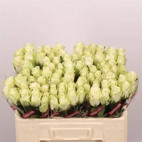 Rosa grootbloemig Athena