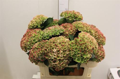 Hydrangea macrophylla Magical Revolution (classic)