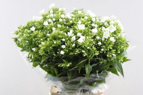 Phlox Paniculata Grp Whitecap