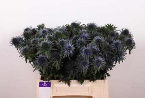Eryngium alpinum 'Scorpius Questar'