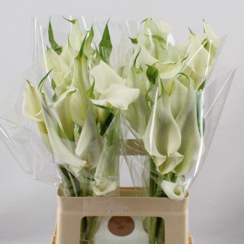 Zantedeschia 'Crystal Blush'