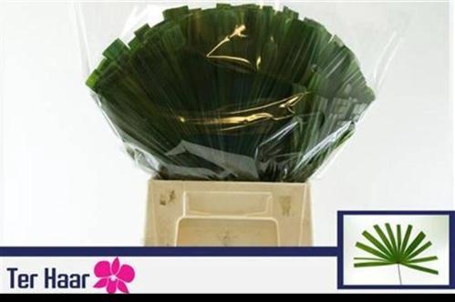 Chamaerops sp. (blad)