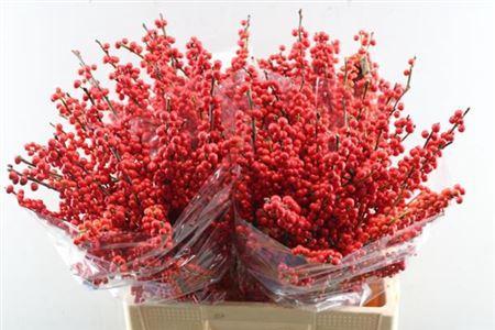 Ilex verticillata