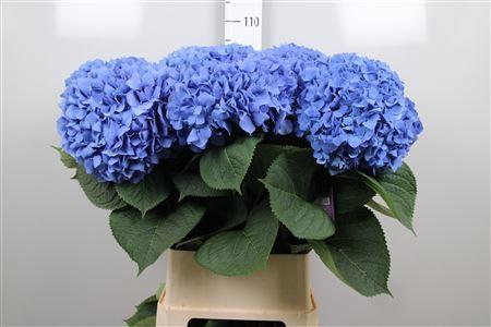 Hydrangea macrophylla 'Pimpernel'