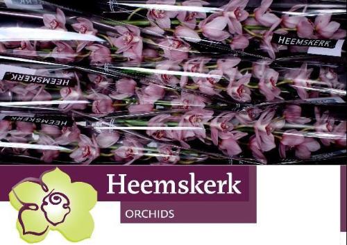 Cymbidium grootbloemig per tak 'Pink Briljant'