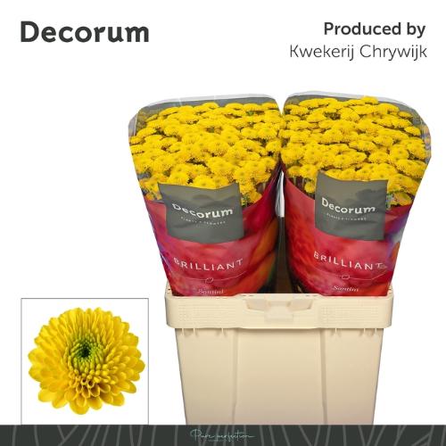 Zijden bloemen H%