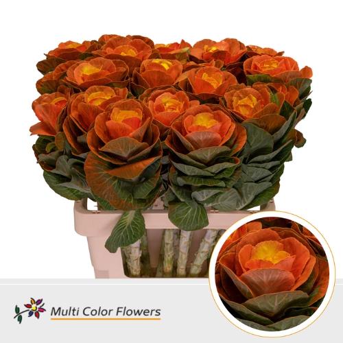 Brassica oleracea kleurbehandeld H%