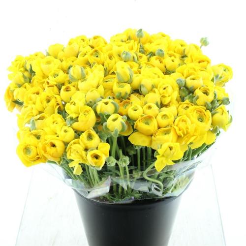 Ranunculus asiaticus 'Elegance Yellow'