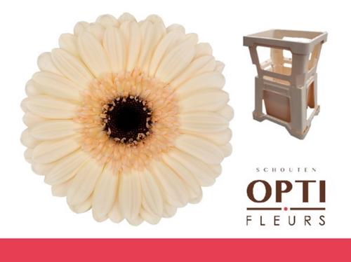 Gerbera mini 'Mindset'